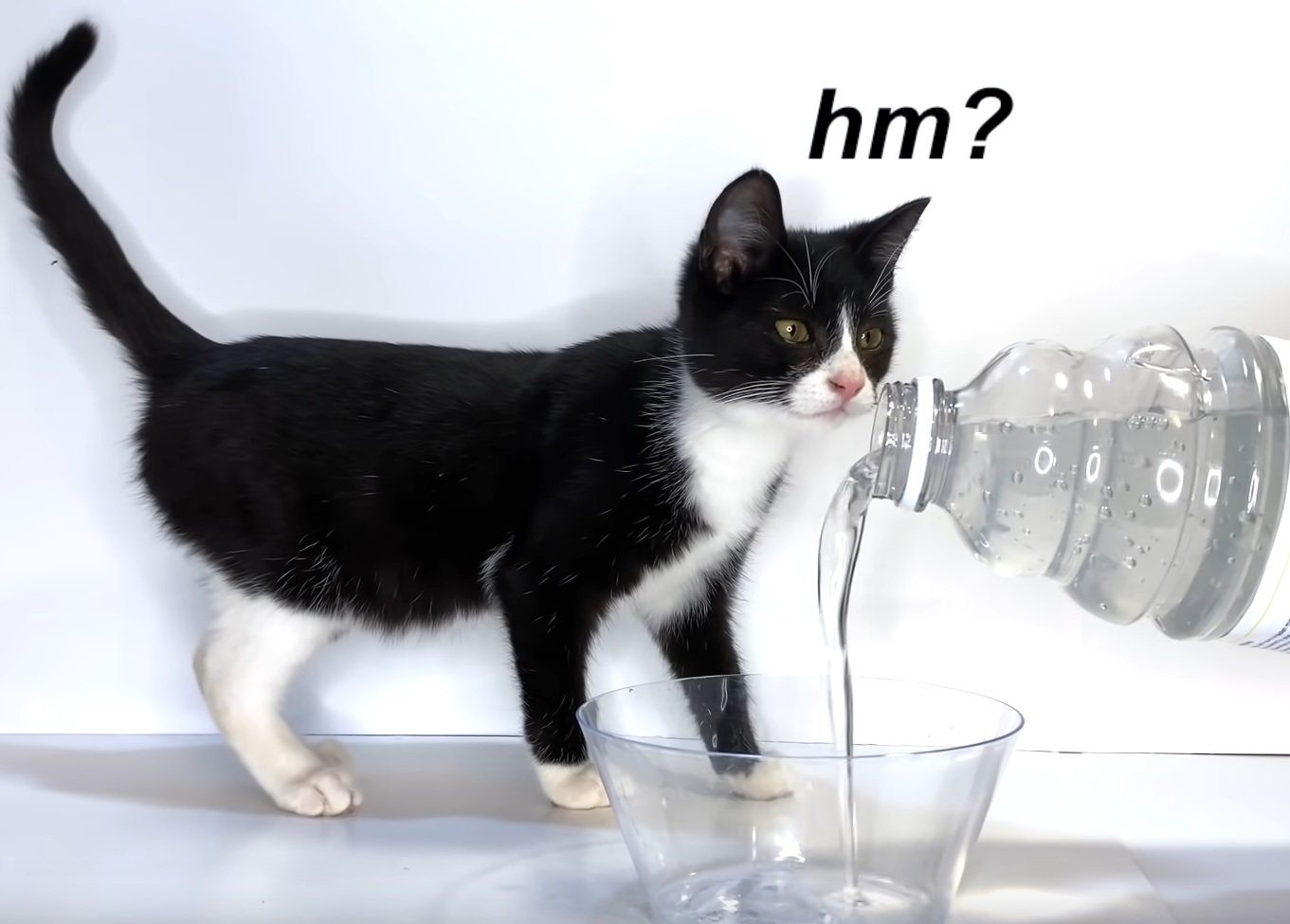Cats Try Thick Water Funny Video