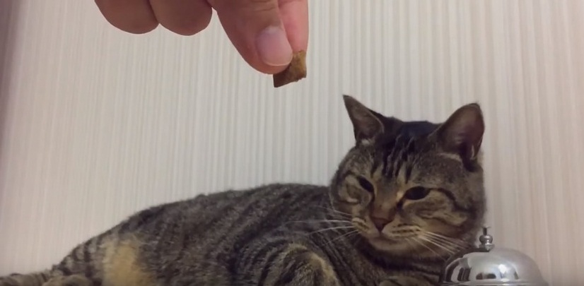 Lazy Cat Rings Bell For Snack