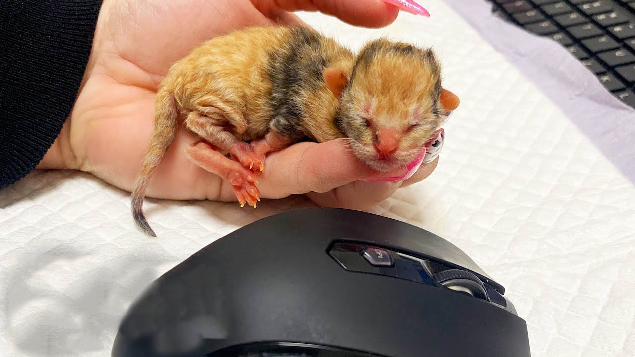 This cute foster kitten is smaller than a computer mouse