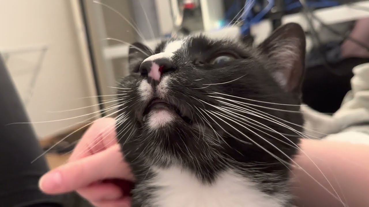 Cute Cat Purring ASMR