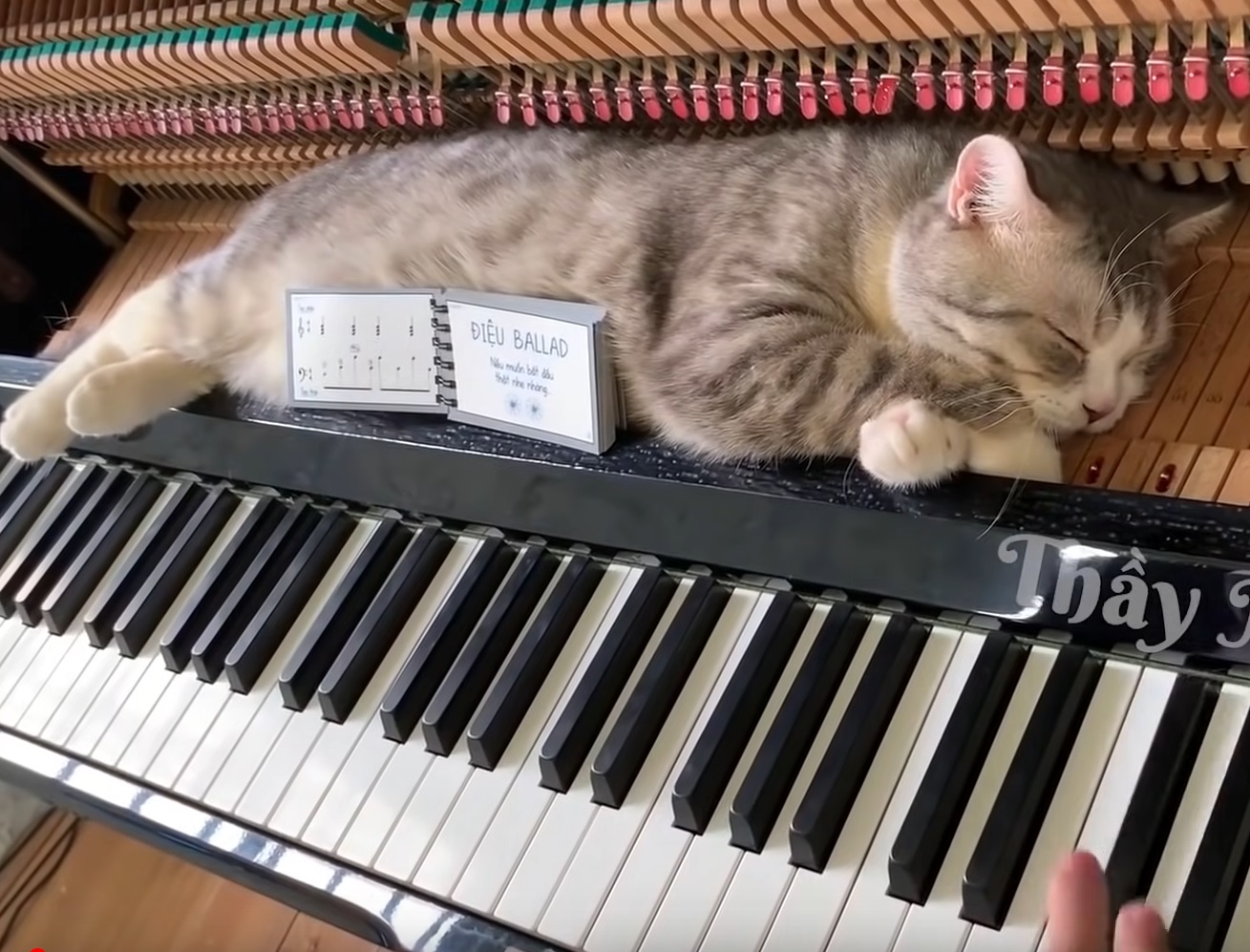 Cats Vs Pianos Funny Compilation