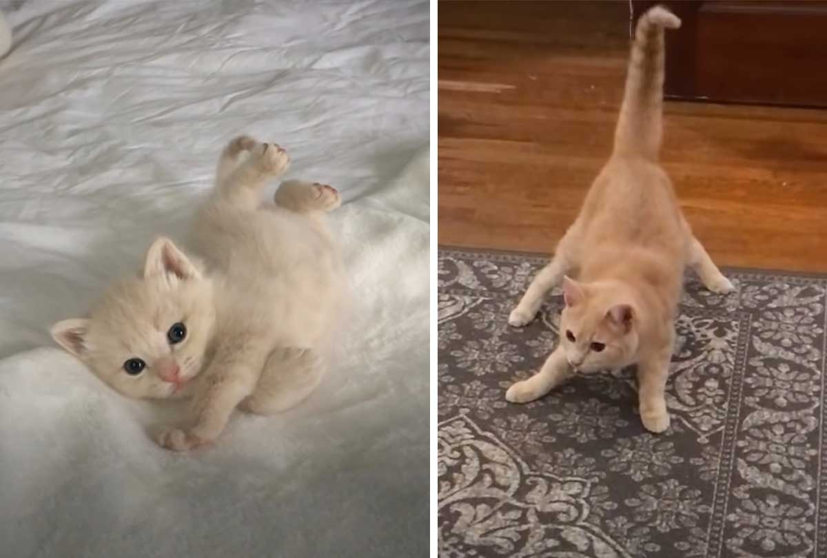 Wobbly kitten grows up to be a confident and playful cat