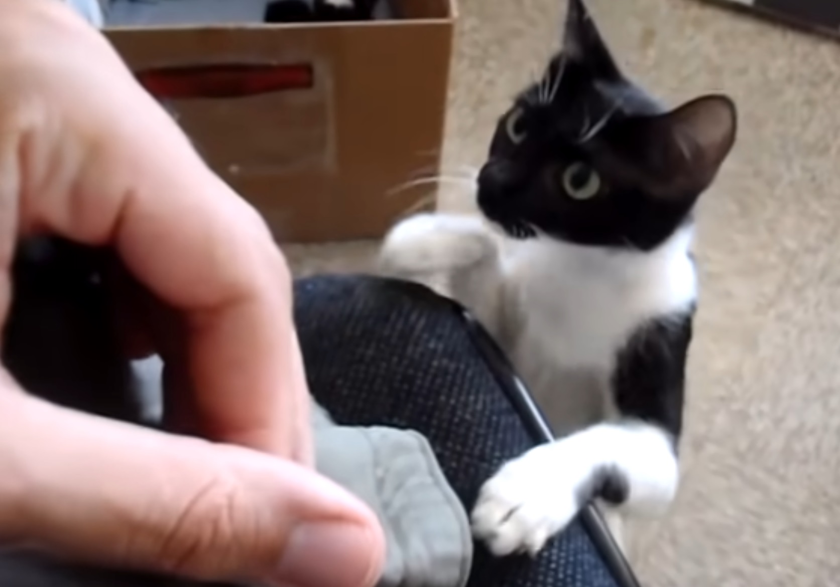 Momma Cat Steals Kitten Back From Human