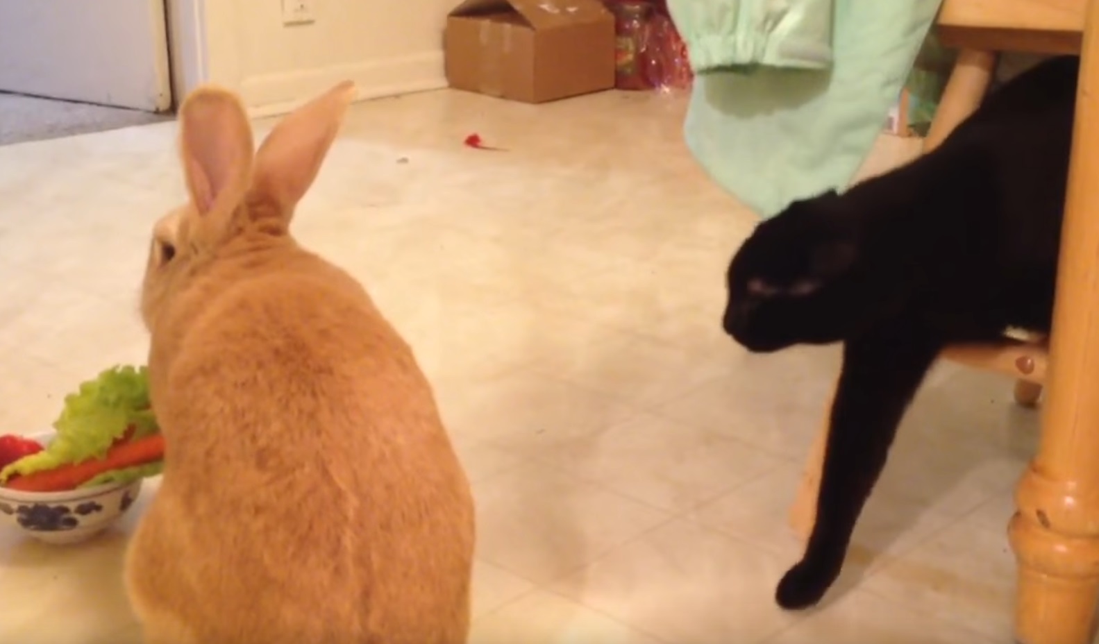 Curious Cat Inspecting Rabbit Cute Funny Video