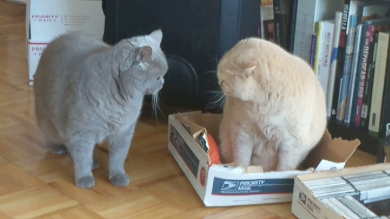 The Epic Battle For The Box