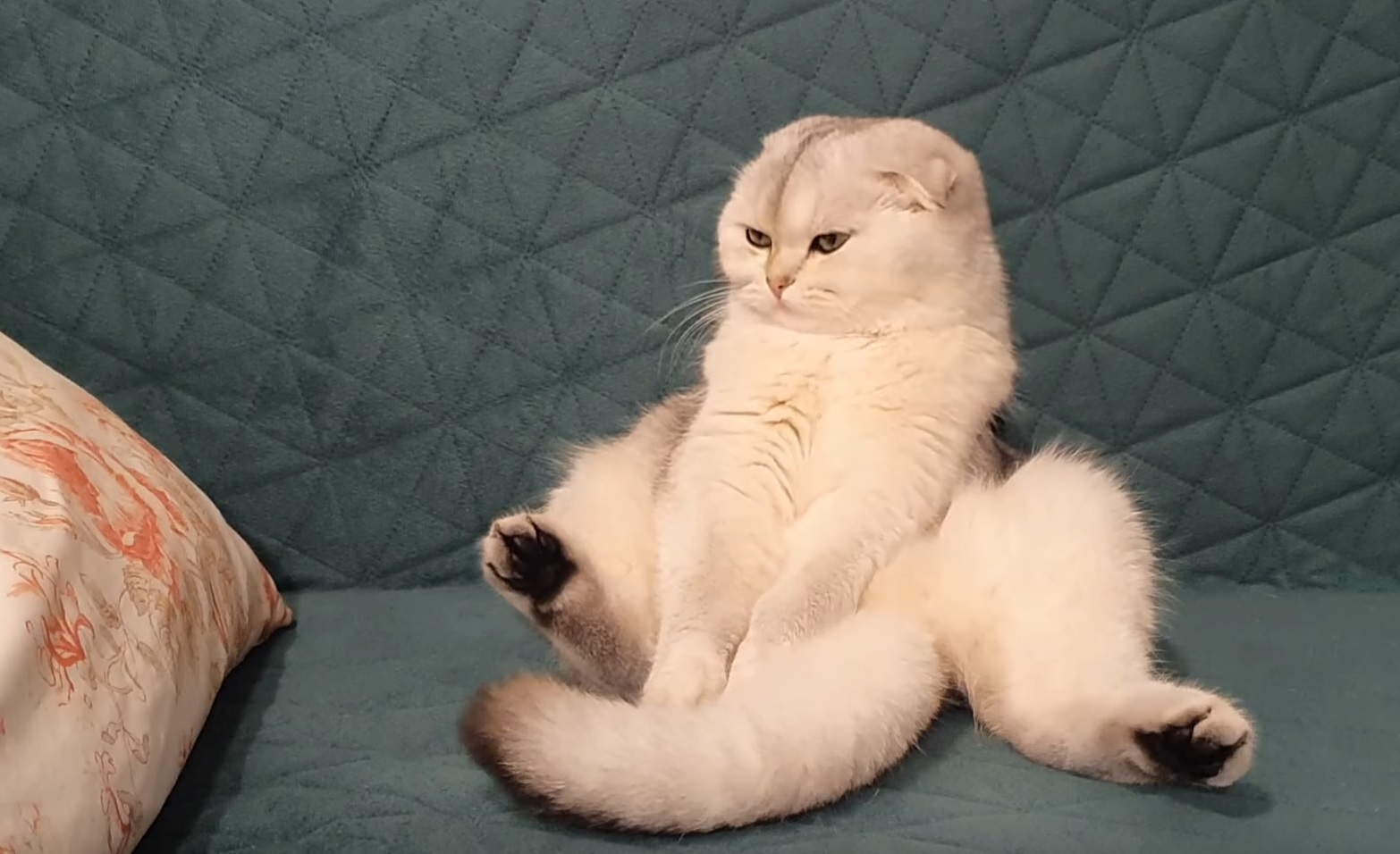 Scottish Fold Cat Chilling By Fountain