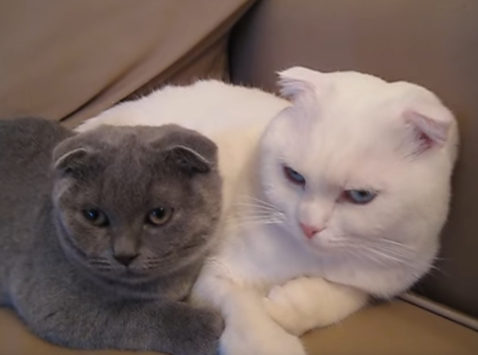Scottish Fold White And Grey Cats Groom Each Other