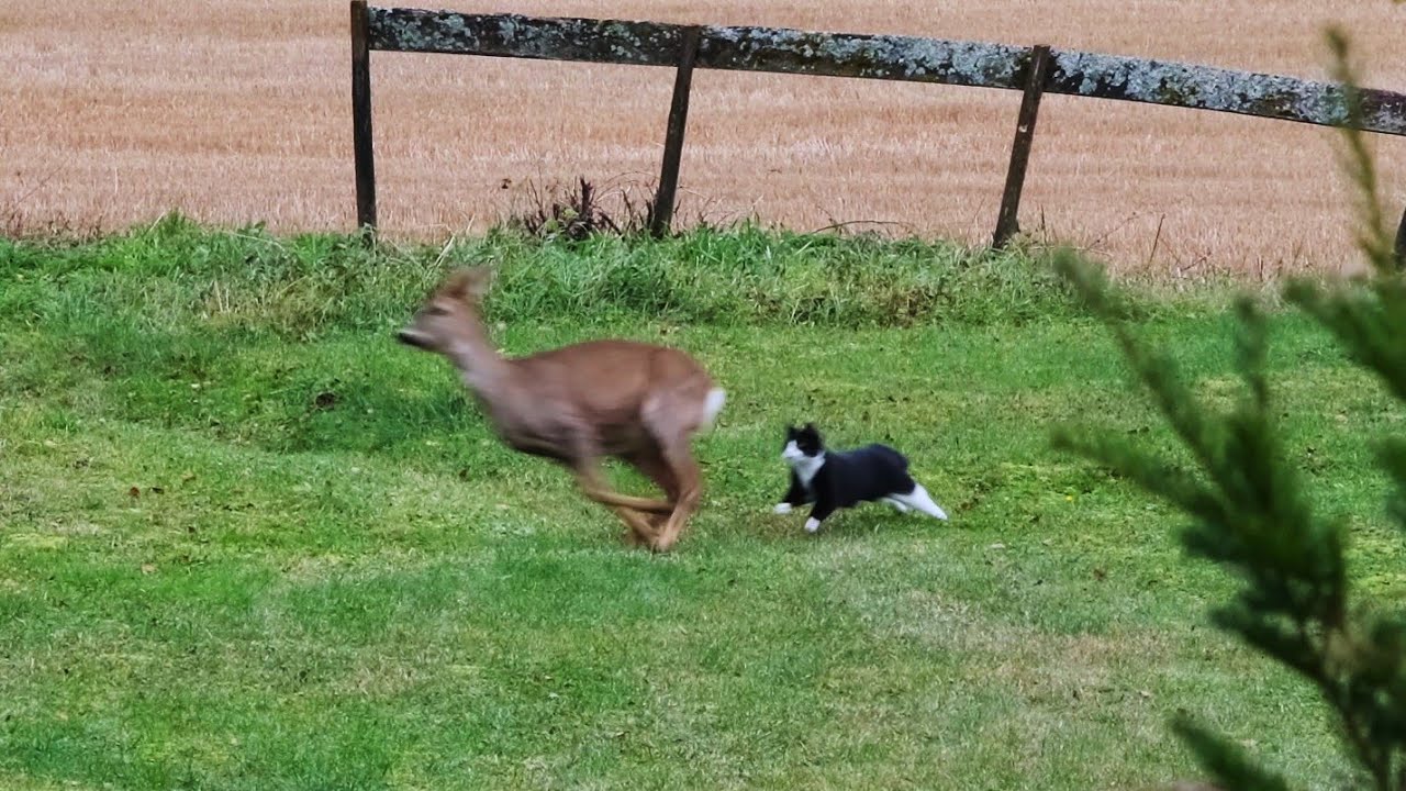 Cat Chasing Deer Away Funny Video