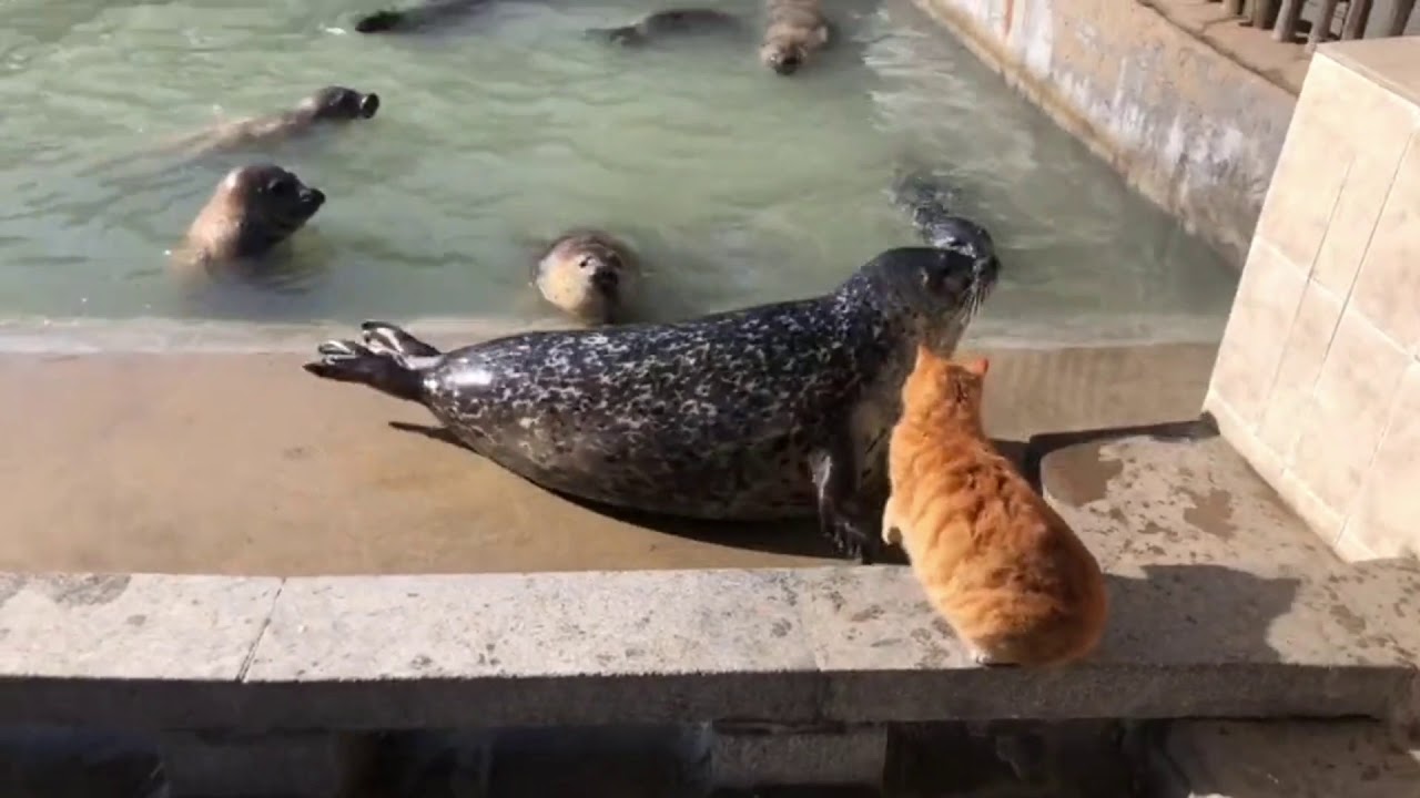 Cat Vs Seal Funny Video