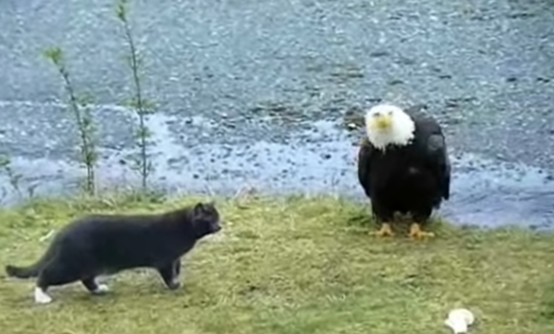 Cat Vs Eagle Hilarious Commentary