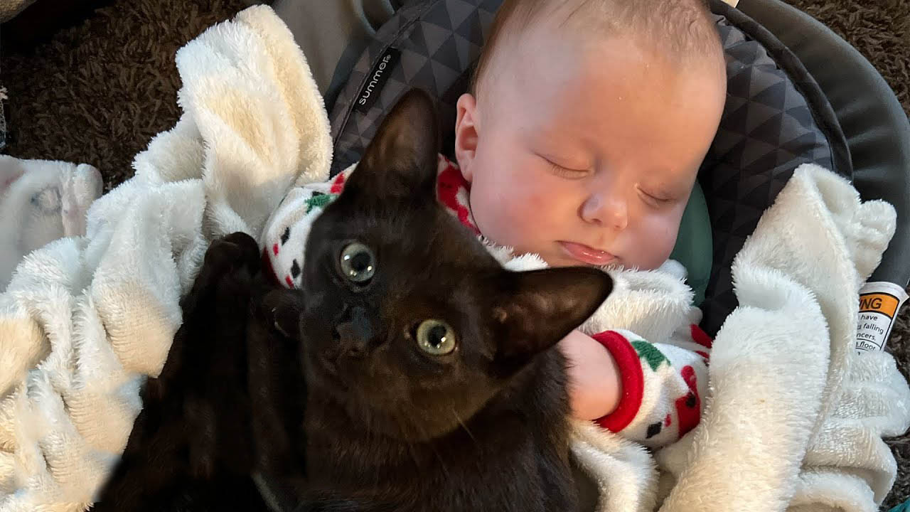 This cat has the sweetest relationship with her baby sister