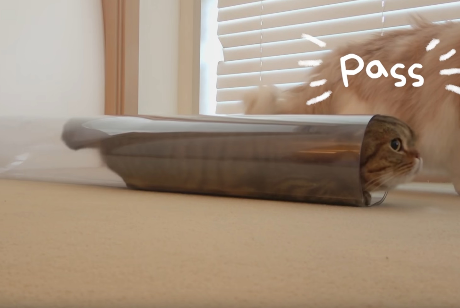 Cats Vs Narrowing Tube Funny Video