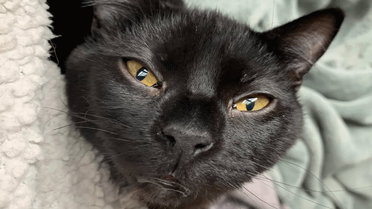 Nobody Wanted To Adopt This Black Cat With Birth Defect
