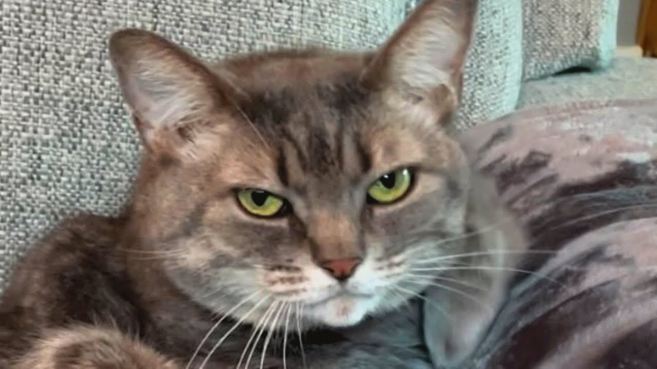 Woman Brings Home A Shelter Cat Only To Discover Her Odd Reaction To Guests