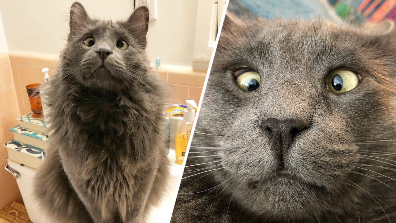 Woman Wins Lottery Taking This Cross-Eyed Cat Home From Shelter