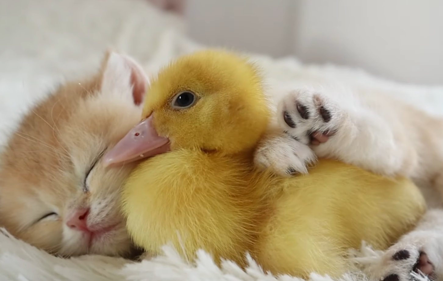 Kitten And Duckling Take Nap Together Video