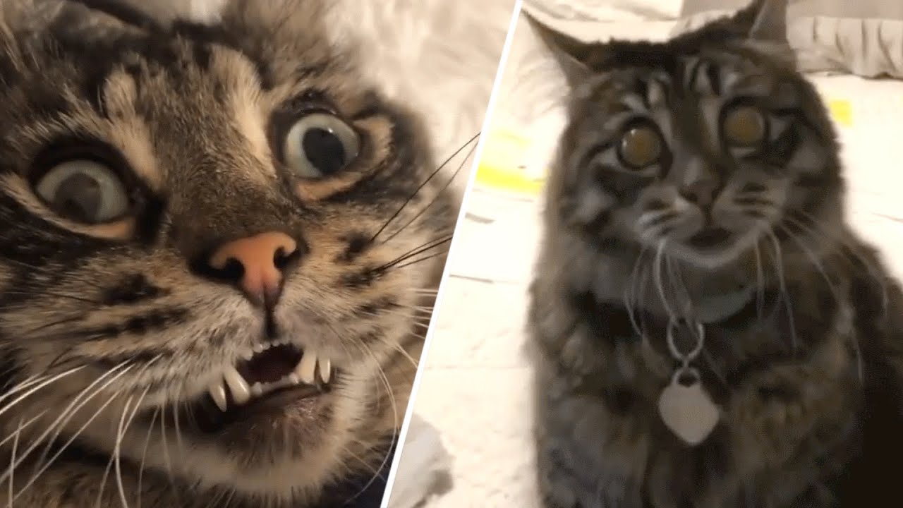 Nobody Wanted To Adopt This Blind Kitty Until..
