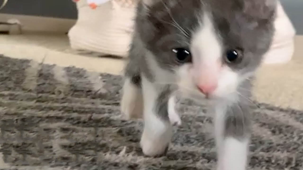 This wobbly kitten is so cute that his foster family falls in love with him and decides to adopt him