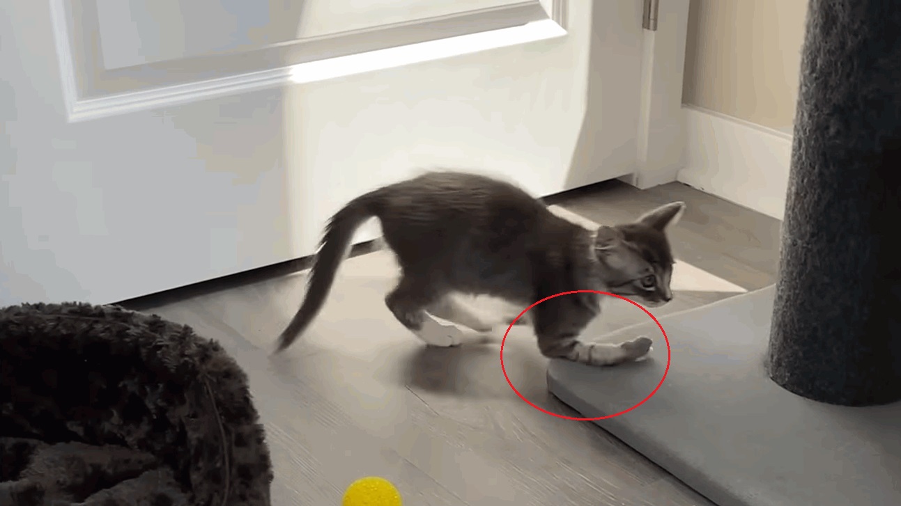 Kitten with a limp leg learns how to walk and use his leg properly 