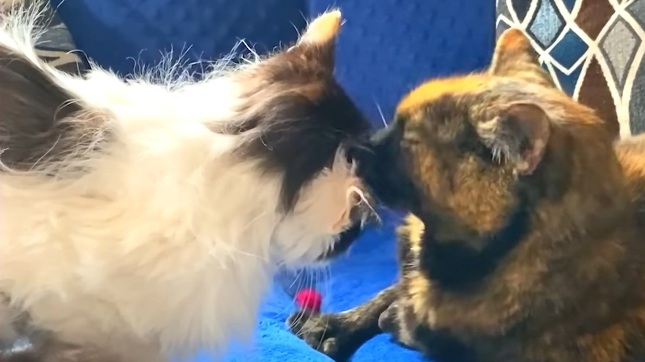 Rescue senior cats fell in love with each other during retirement.