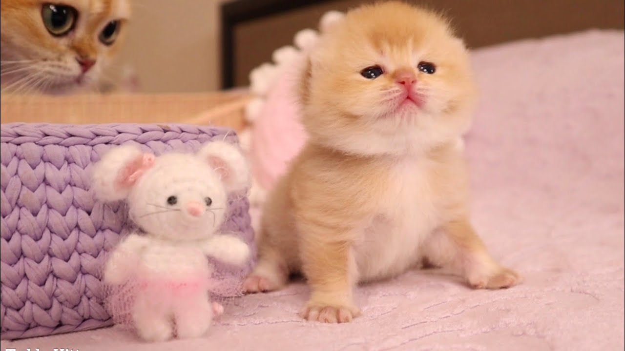 Pinky The Kitten Just Opened Her Eyes And Learning To Walk
