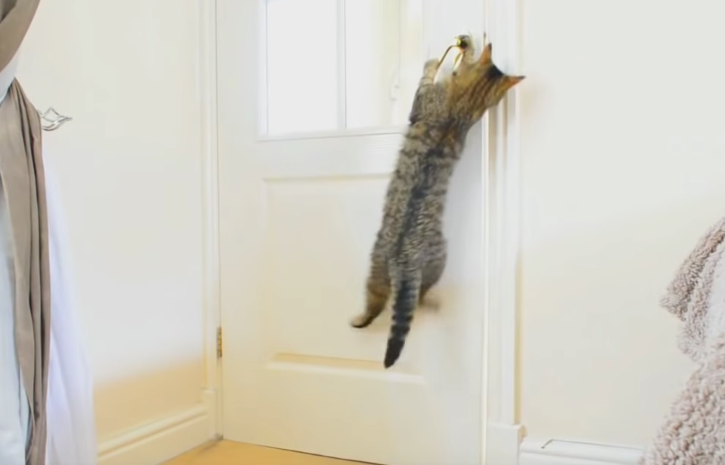 Clever Cats Opening Doors Funny Compilation