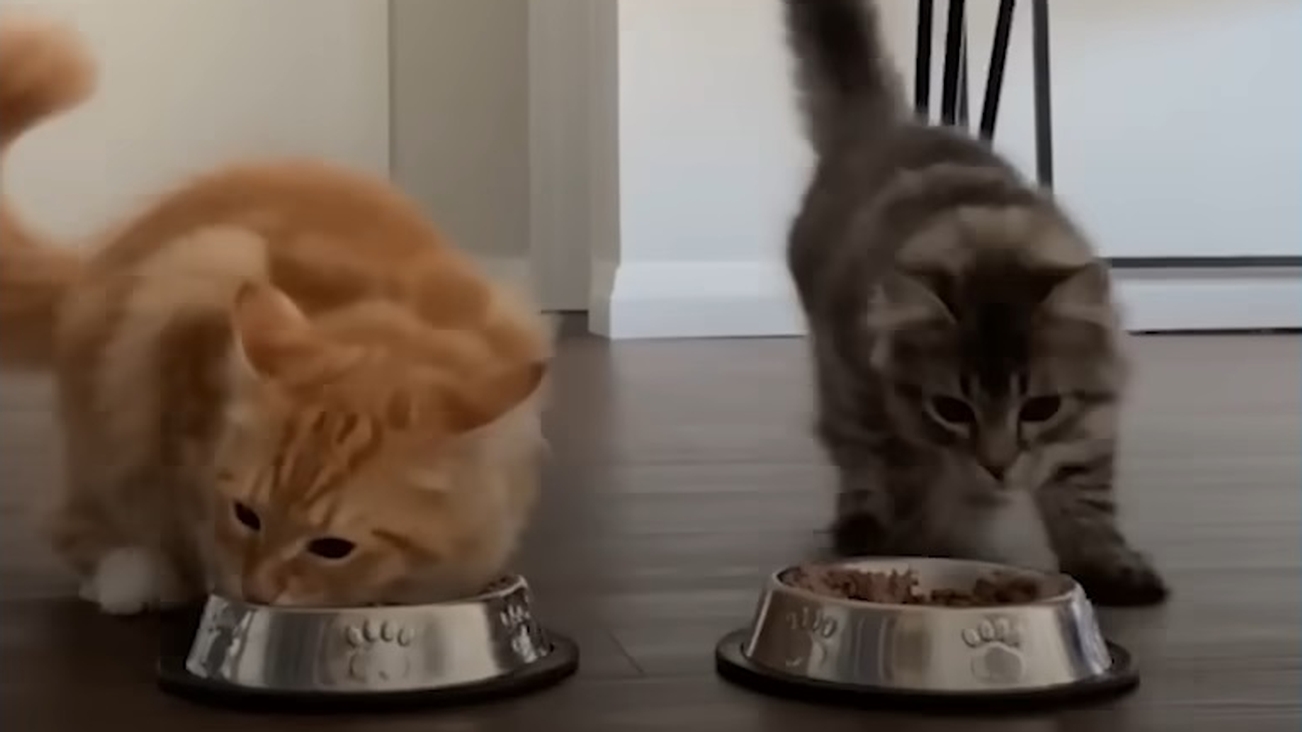 Food crazy cat brothers race each other to their food bowls