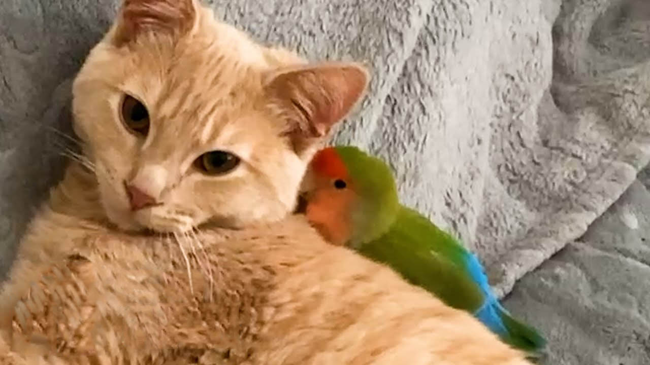 Cat and bird are inseparable friends