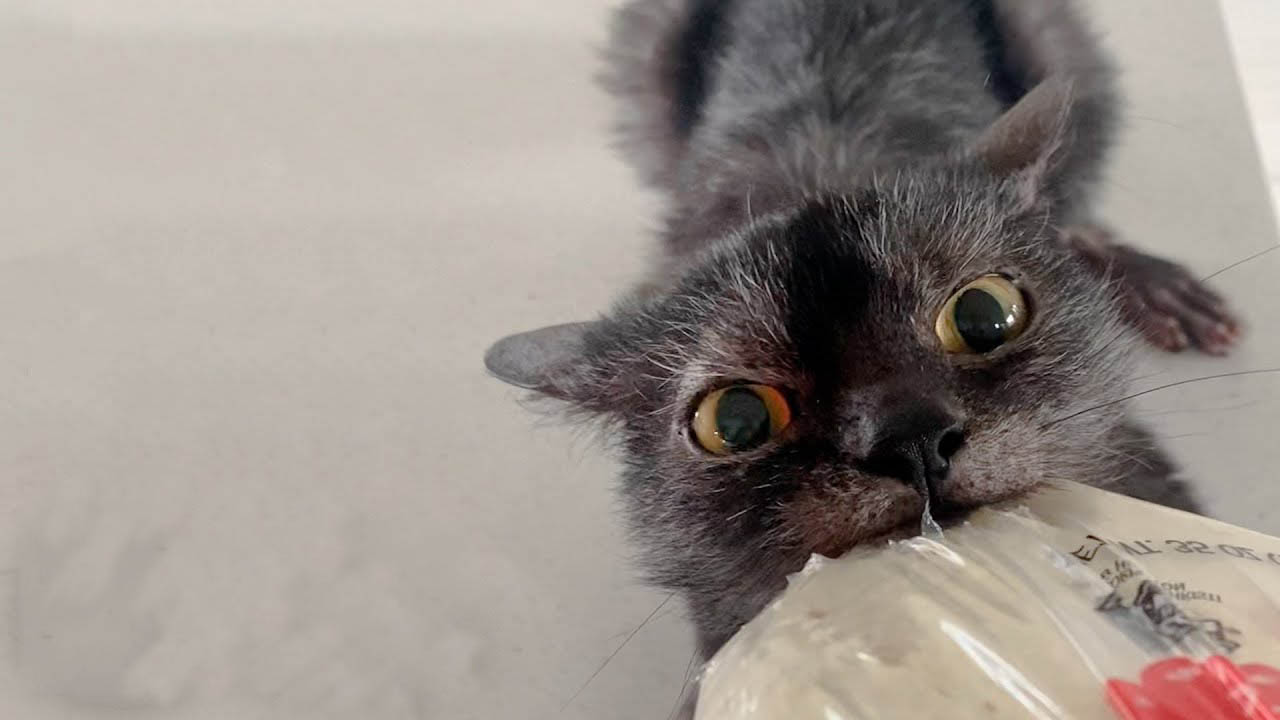 This cat is a terrifying food monster