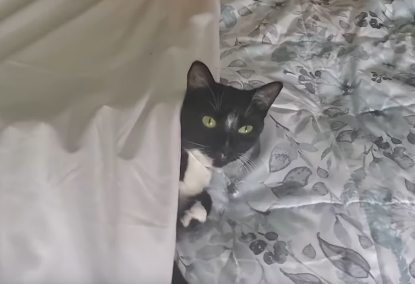 Kitty Tucks Herself In For Naps Video
