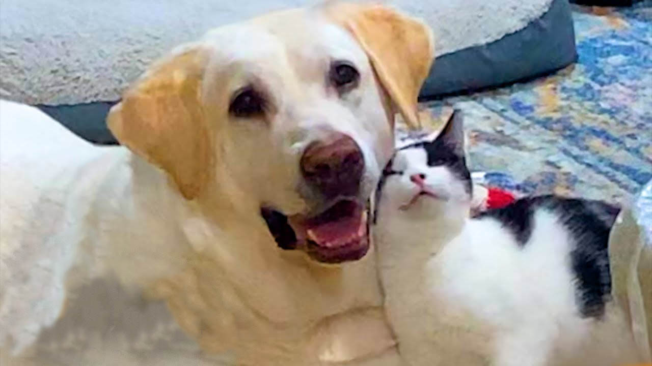 Rescue stray cat wants to be with her favorite dog ALL THE TIME