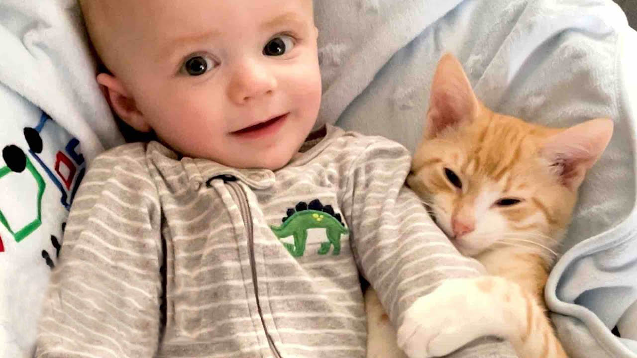 Ginger cat absolutely loves to be around his baby brother