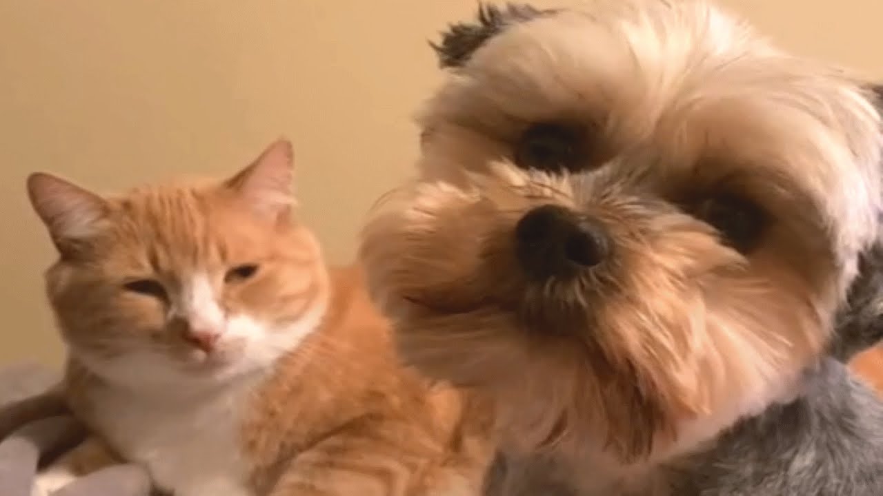 This Cat And Dog Have  A Very Special Friendship