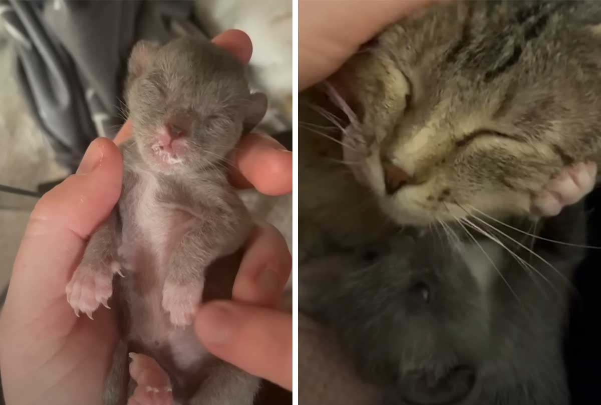 Rescue kitten gets lucky and it's adopted by a very sweet mama cat