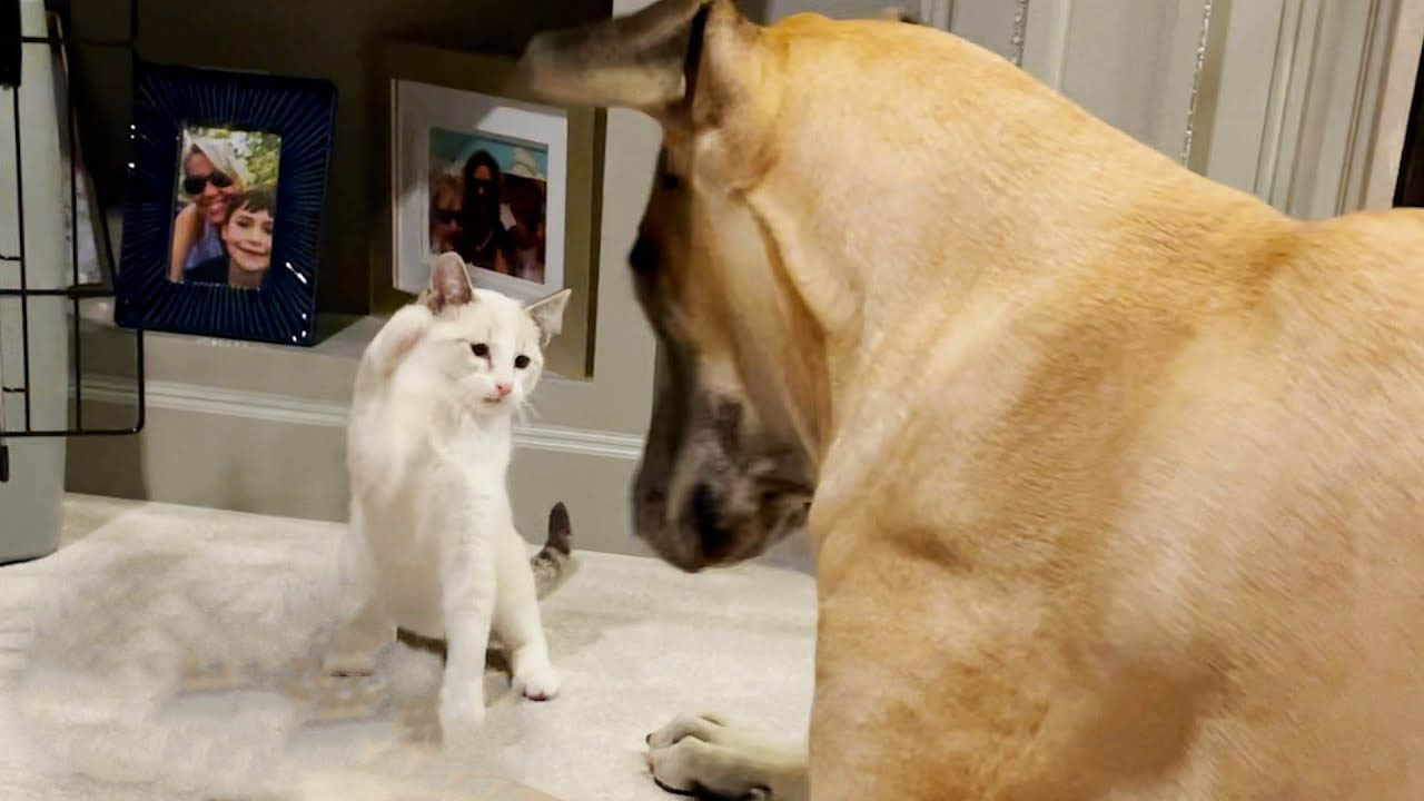 Cat shows the dogs who's the boss by taking their bed and eating from their bowl