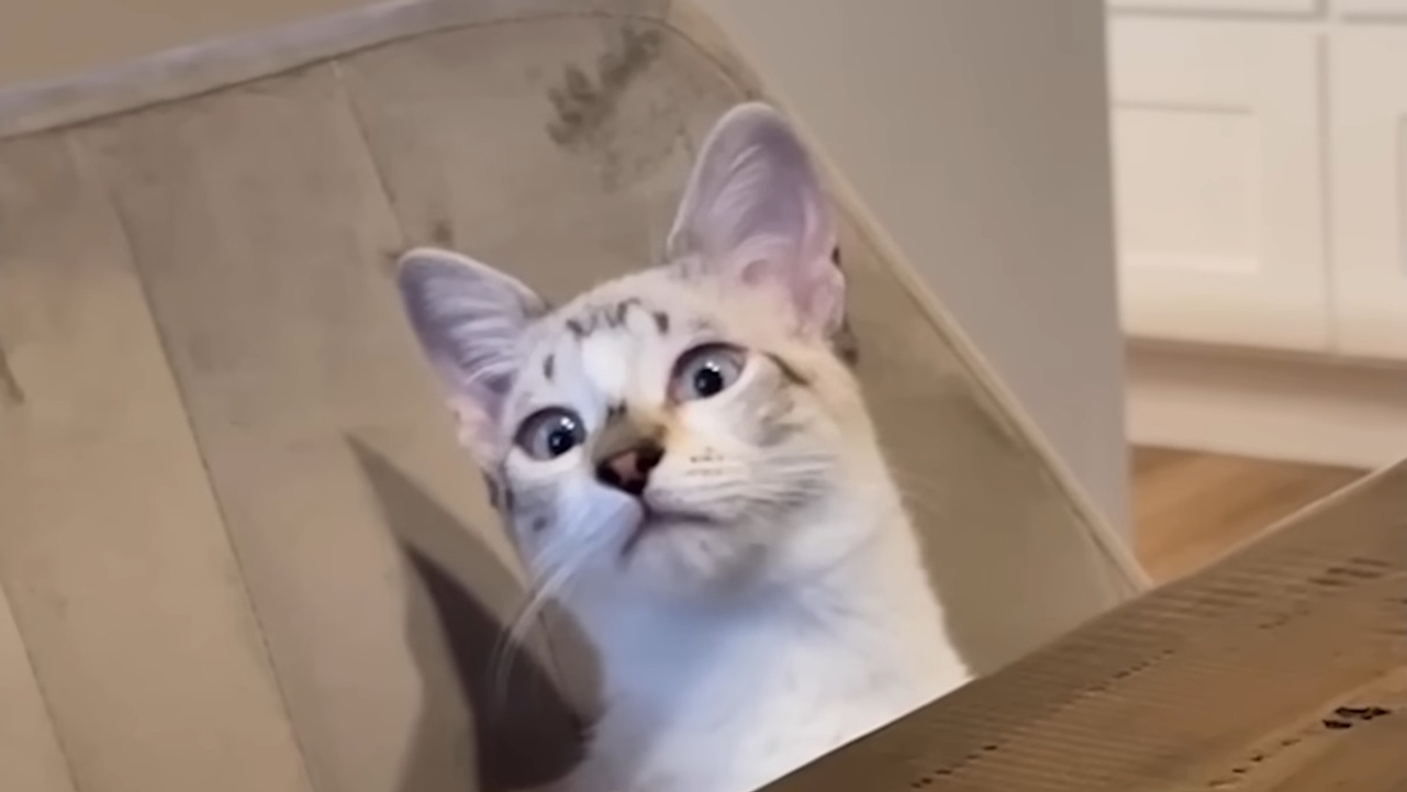 Feisty cross-eyed cat takes his grandma's house by storm!