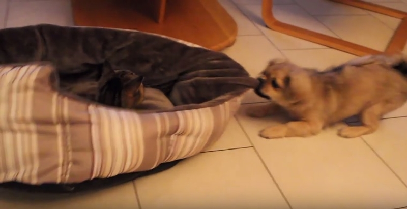 Funny Dog Fighting Cat For Bed