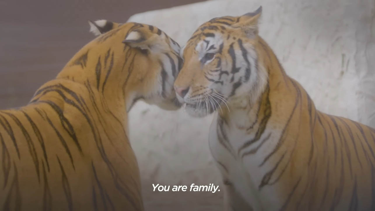 Captive tigers freed from abandoned train car after 15 years