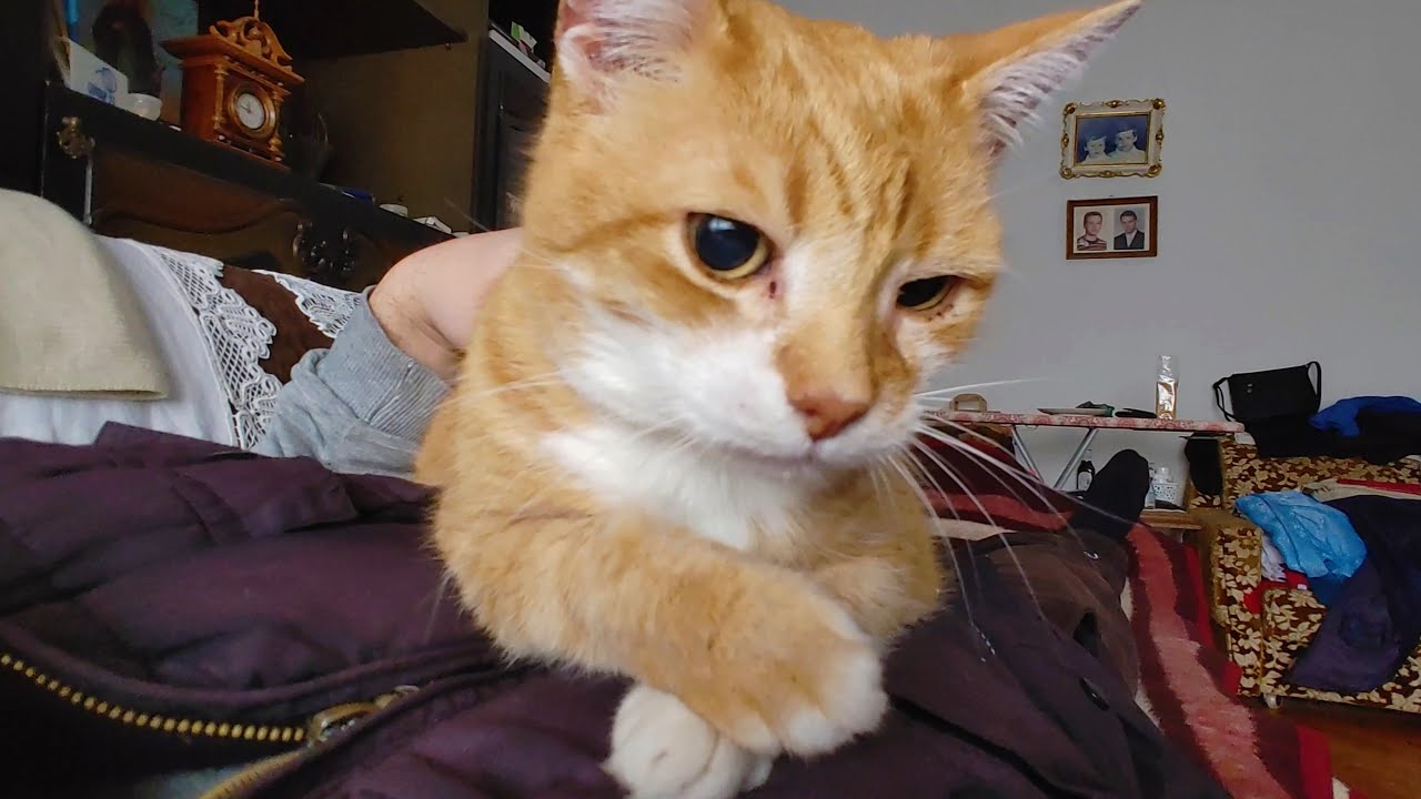 Having Morning Snuggles With A Purring Kitty Video