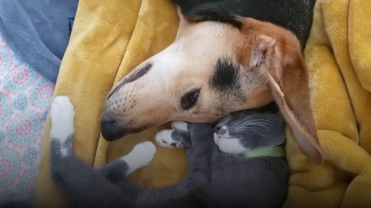 Cat and dog have the sweetest relationship