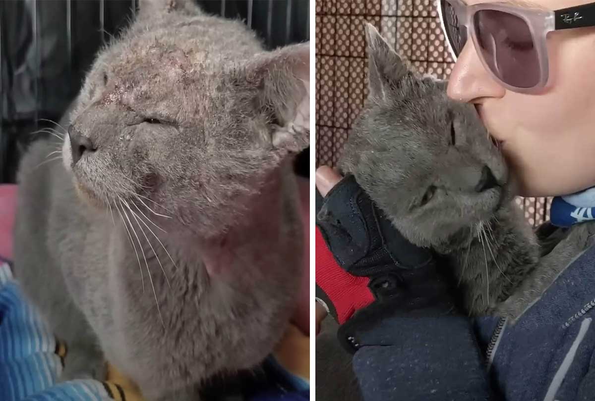Cat in rough shape, abandoned by his owners gets rescued