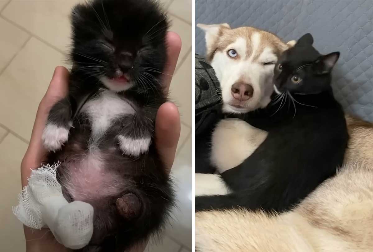 Abandoned kitten with a missing leg grows strong next to his husky sister
