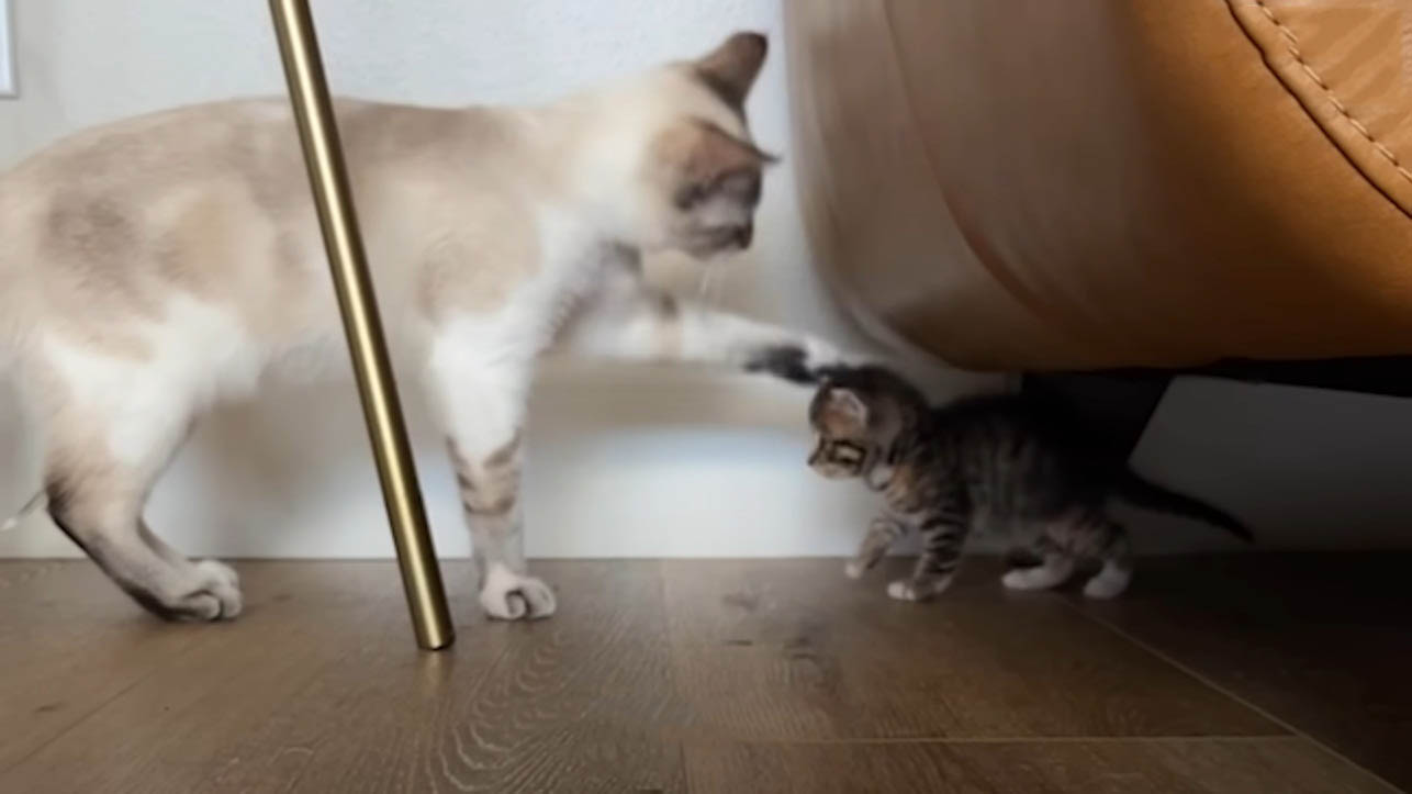 Cat doesn't know how to react when he sees this small kitten