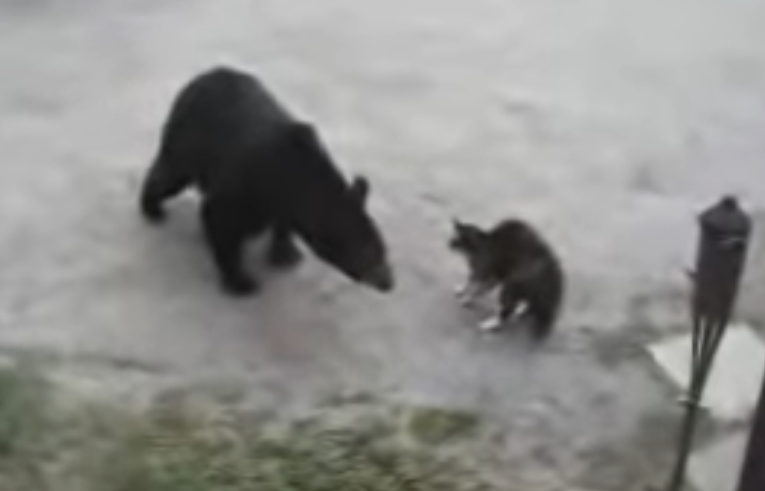 Hero Kitty Scares Bear Away Video
