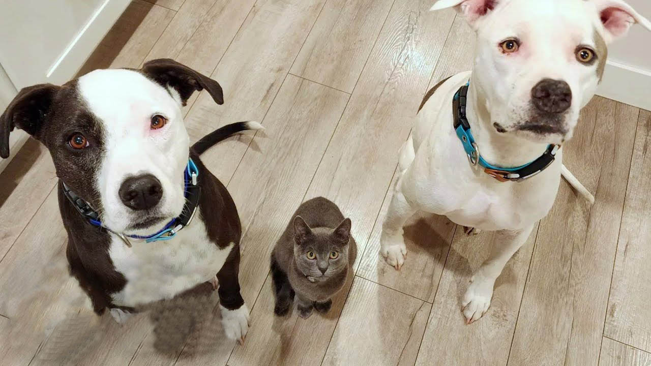 Kitten loves to be with her dog brothers everywhere they go.