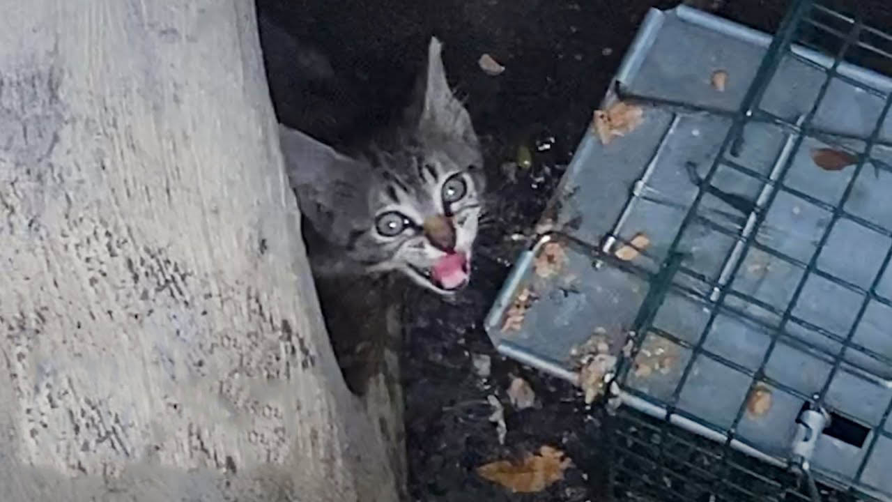 Woman rescues kitten from a drain pipe.