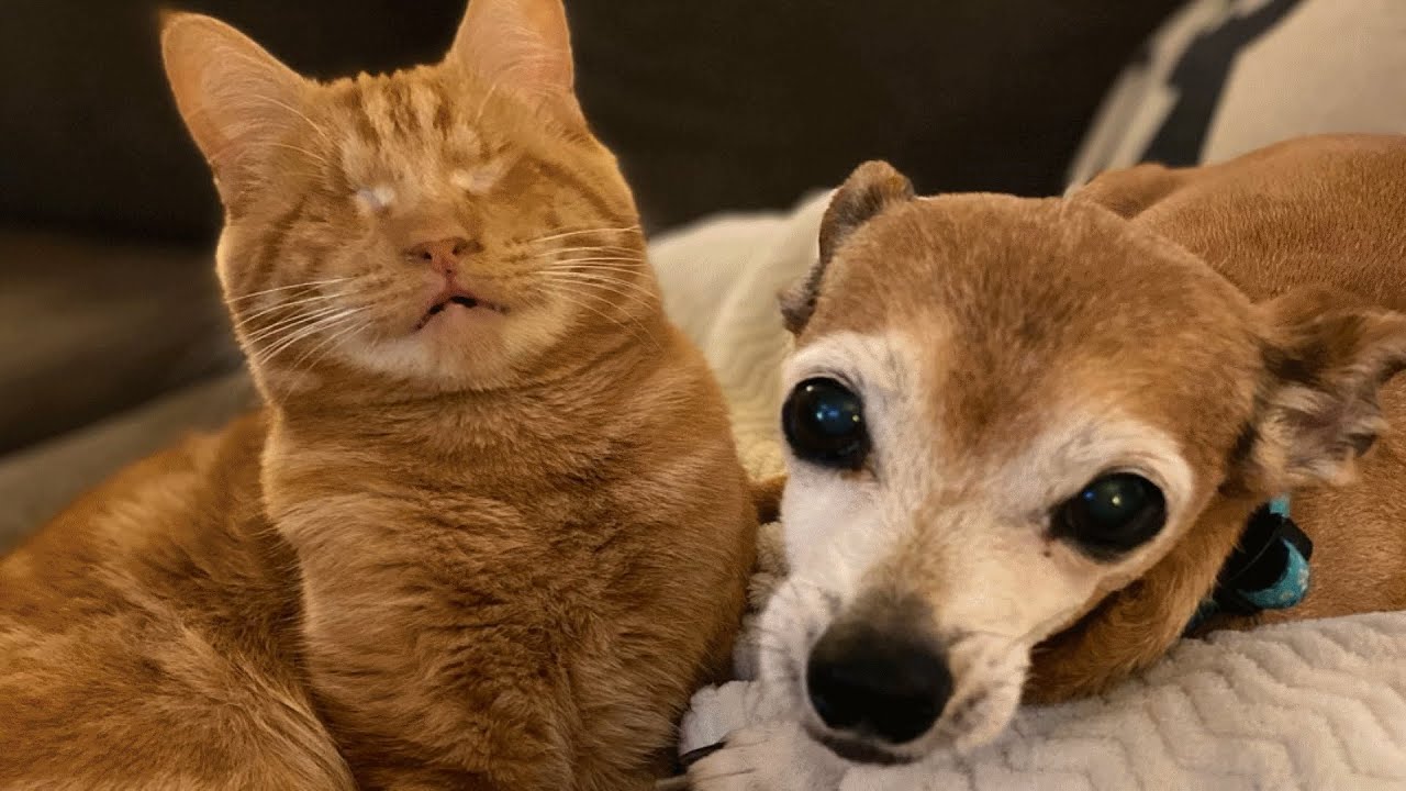 Family Brings Home A Blind Cat And His Ways Keep Surprising Everyone
