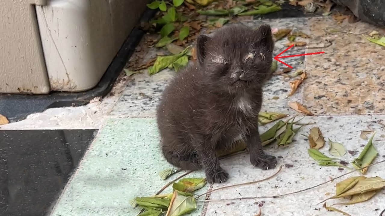 Streamer rescues two kittens from her backyard.