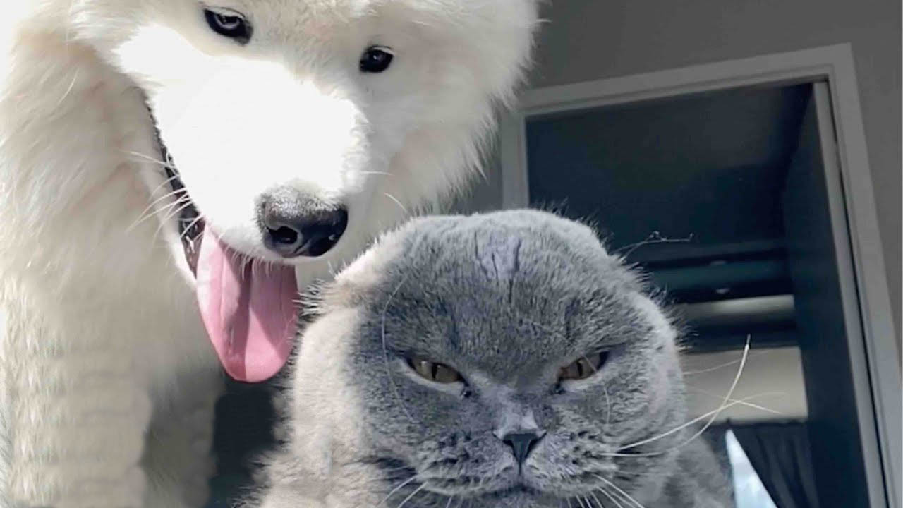Dog tries for two years to be friends with this cat.