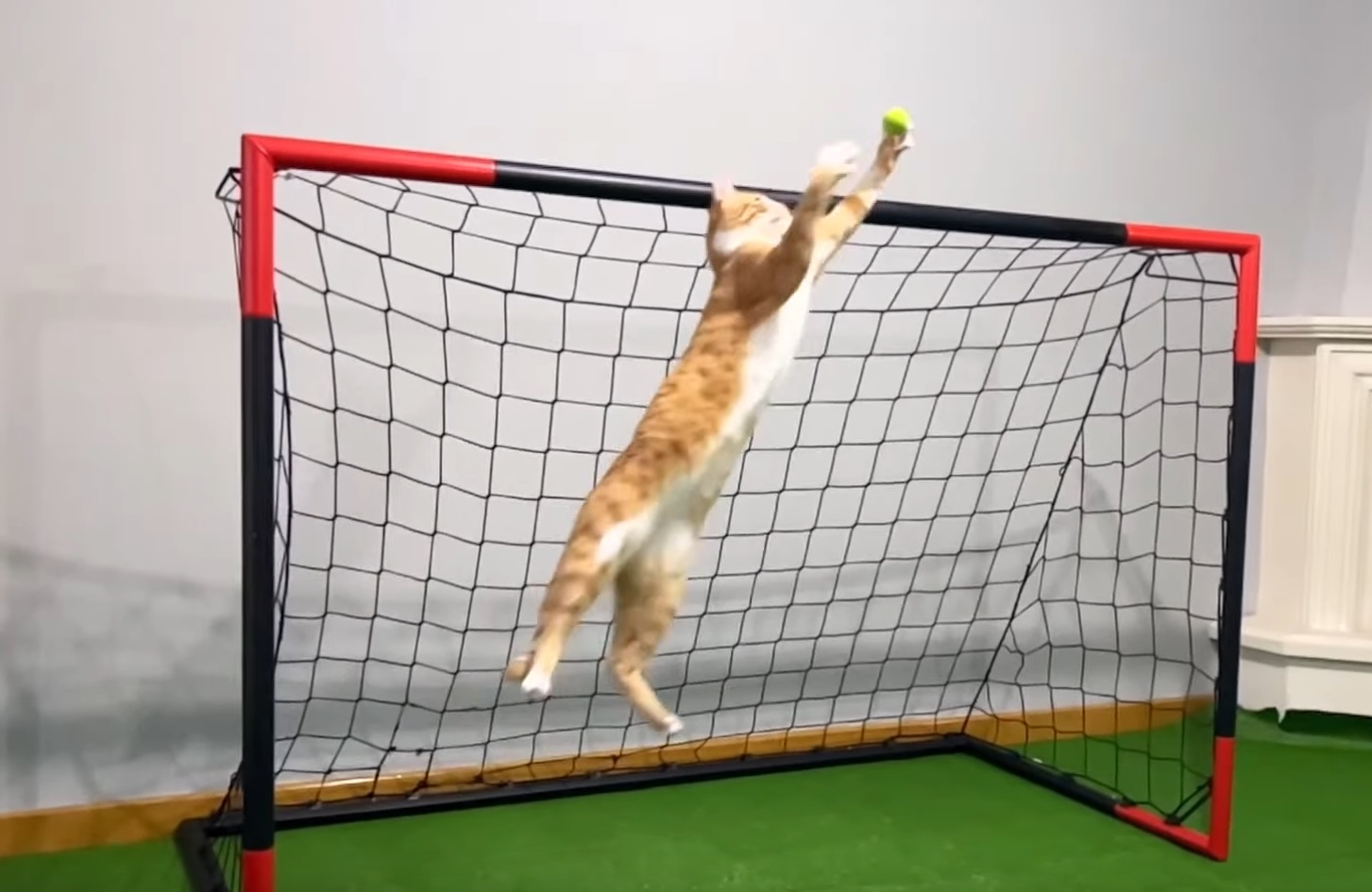 Goalkeeper Kitty Got Snubbed From Fifa World Cup